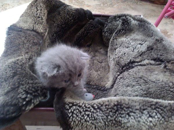 Галина Басова