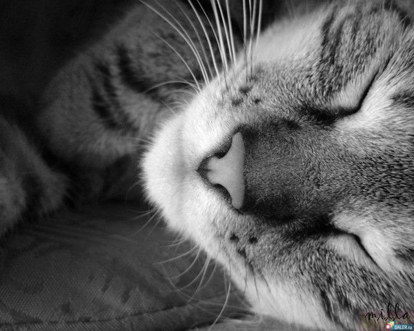 Ольга Ладыгина