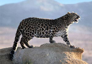 Людмила Евстафьева