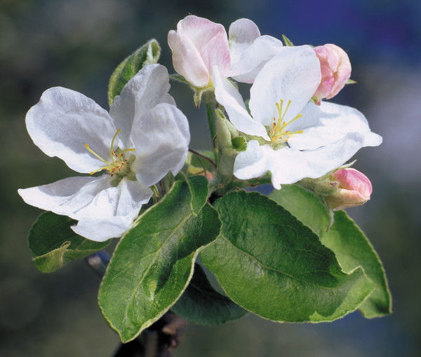 Раиса Ивакина