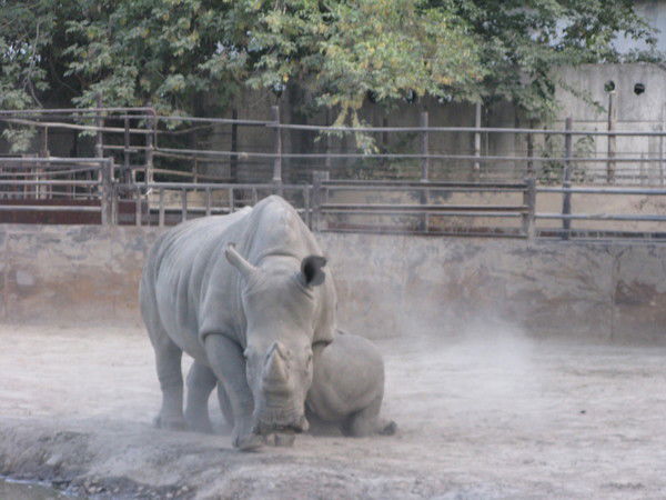 Лаура Мустахитова