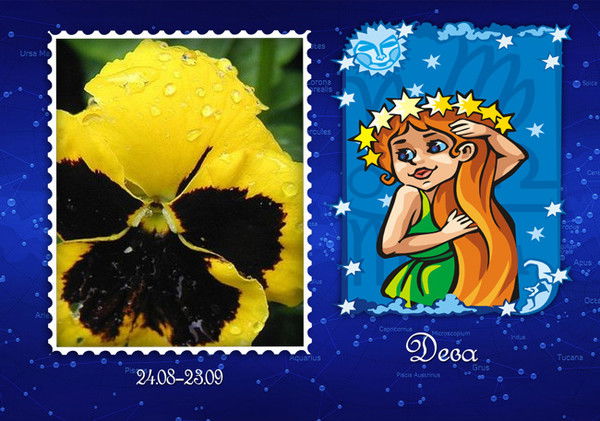 Светлана Аполихина