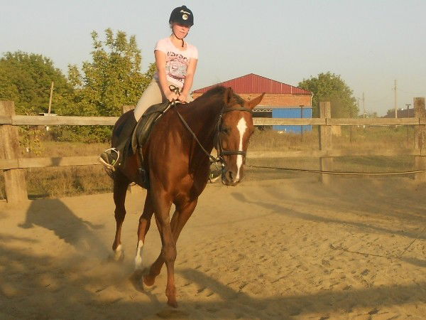 Елена Скрипникова