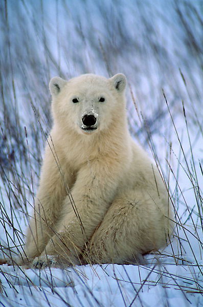 Дима Оплачкин