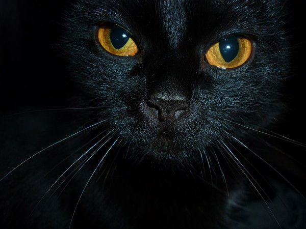 Елена Тебенькова