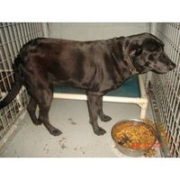 Астан Цебоев