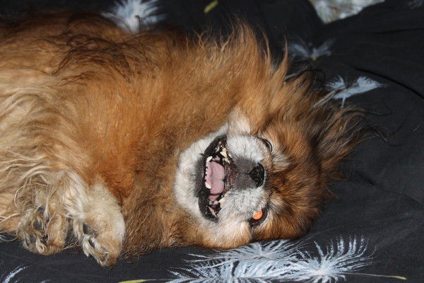 Владлен Лесев