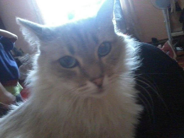 Марина Лютик