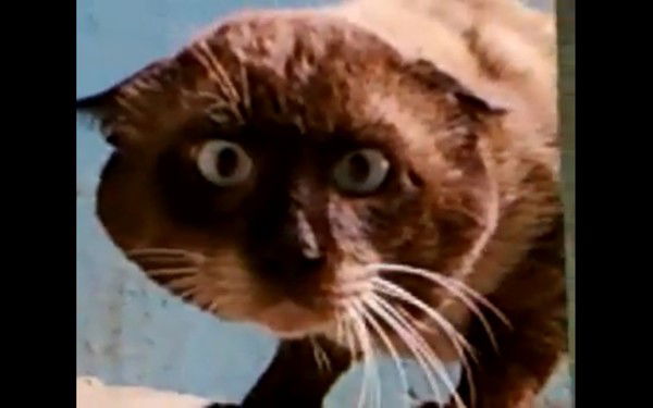 Евгений Антонов