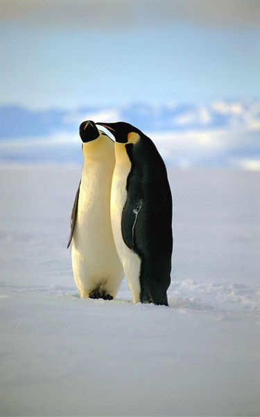 Винни Угадайка