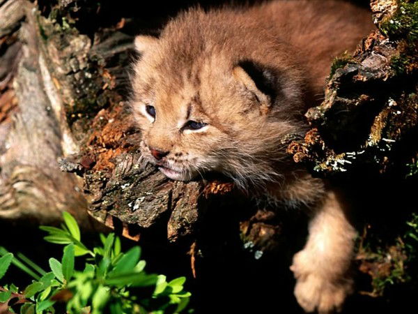 Слава Криппа