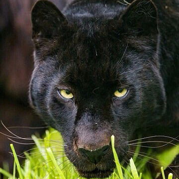 Наталья Щербинина