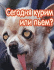 Игорь Кулеша