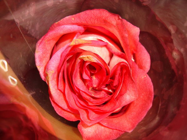 Светлана Кошкина