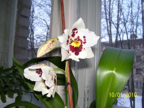 Елена Напаскина