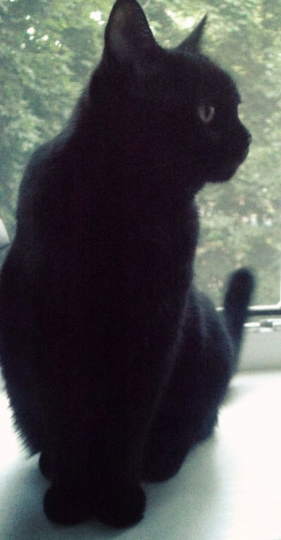 Тенечка Василькова