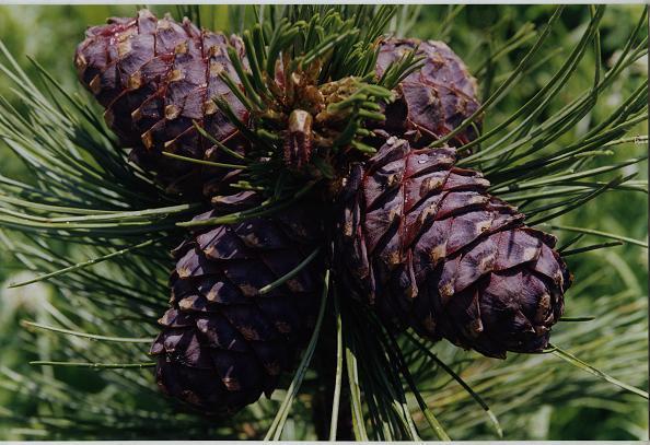 Надежда Савельева