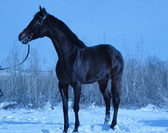 Диего Радригос