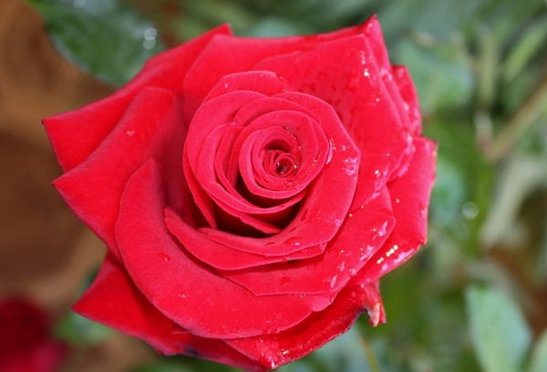 Виктория Радчук