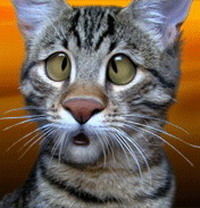 Виталий Пресняков