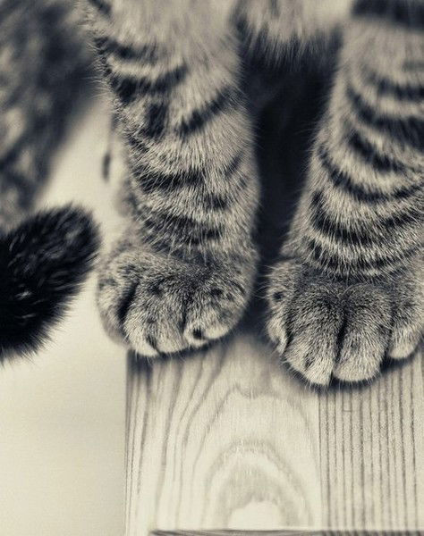 Елена Яковлева