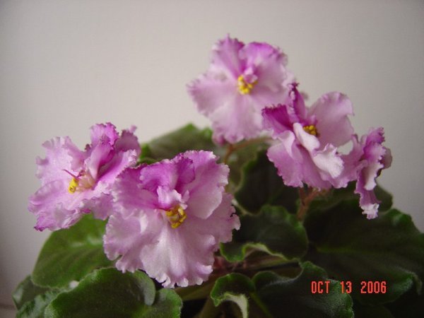 Елена Тяпухина