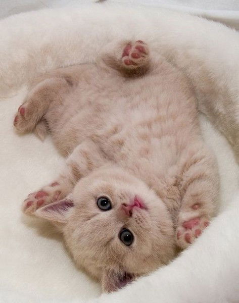 Максим Логачёв