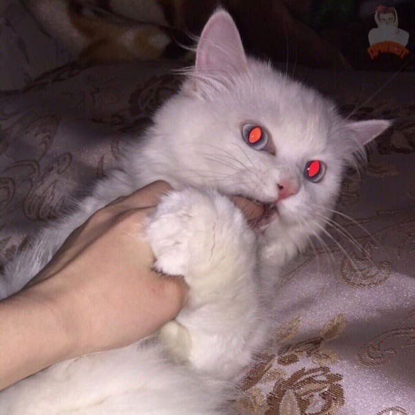 Рома Ванюков