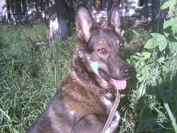 Николай Рыков