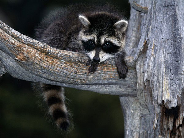 Светлана Харжевская