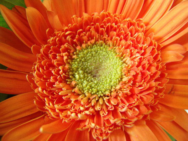 Дмитрий Корух