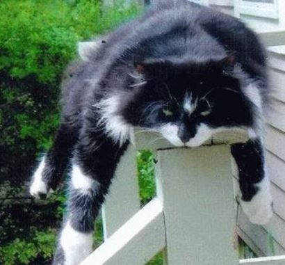 Гордей Шамси