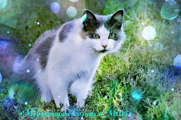 Мерцающая Солнцем Mist