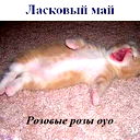 Александр Штанке