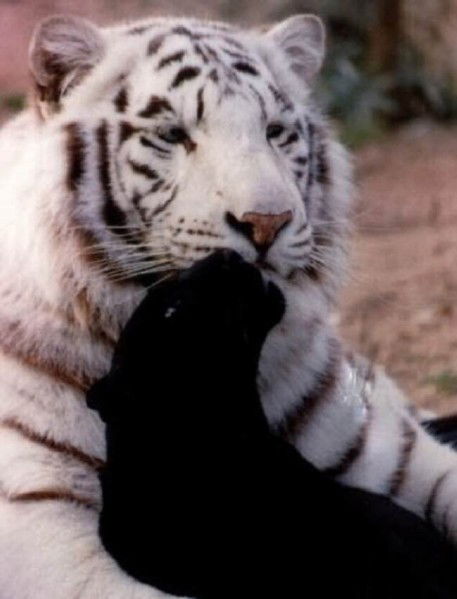 Наталья Ахметова