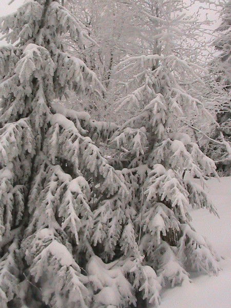 Елена Пачковска