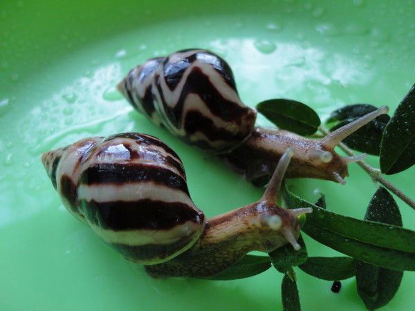 Марина Аношкина