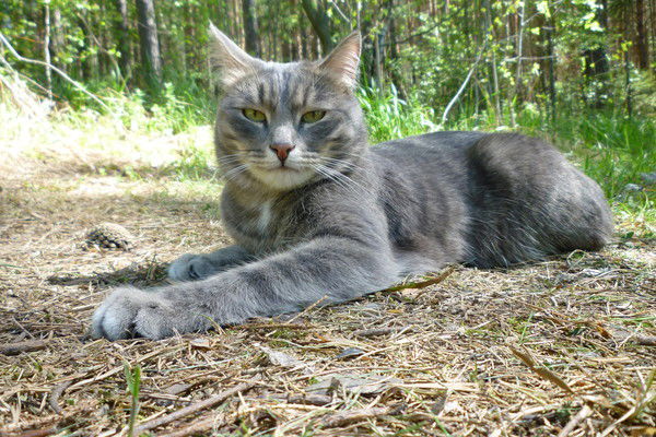 Василий Шевалдин
