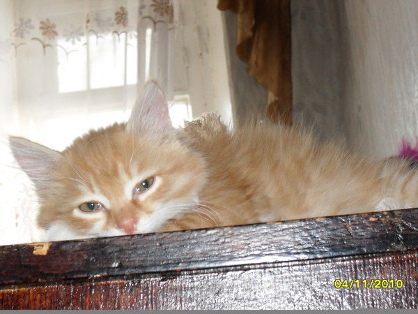 Вованчик Владимиров