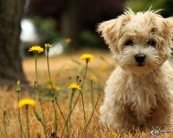 Михаил Виноградов