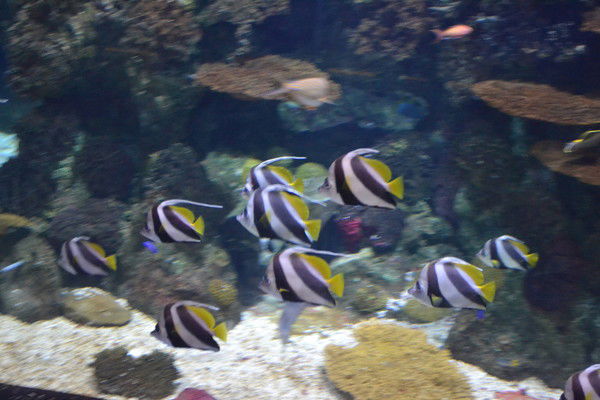 Радик Харисов