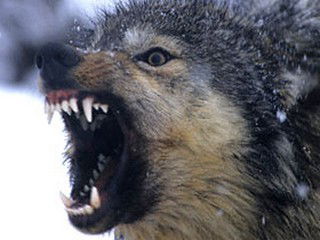 Максим Кадыргулов