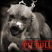 Виталий Щербина