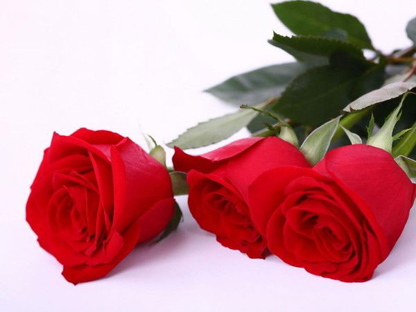 Алла Быкова