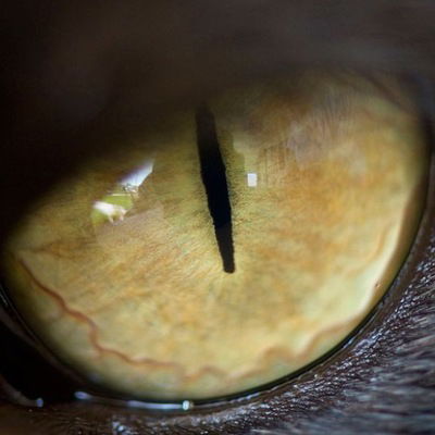 Аркос Хиппо