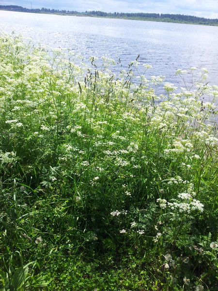 Ольга Романова