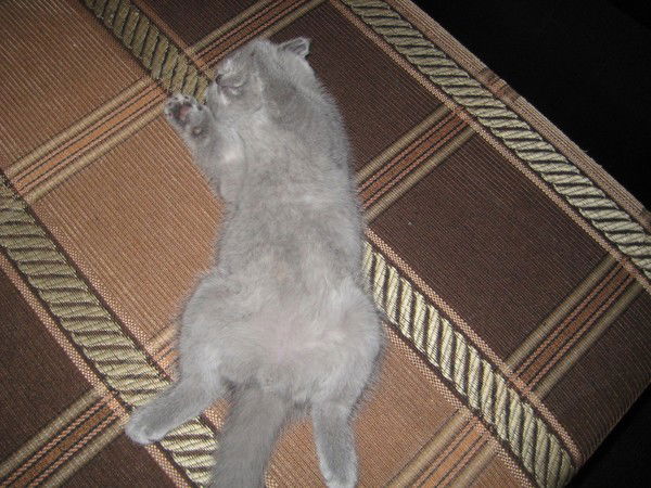 Павел Грехов