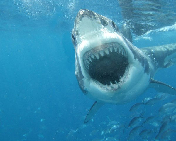 Юрий Короленко