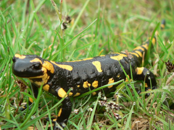 Виталий Шайнога