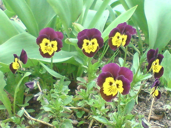 Роман Соболев